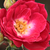 Roza - Vrtnice Polianta - Dopey